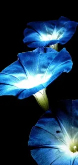 Vibrant blue flowers against a dark background for mobile wallpaper.