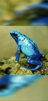 Vibrant blue frog on forest floor wallpaper.