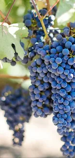 Lush blue grape clusters hanging in a vineyard setting.