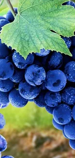 A close-up of vibrant blue grapes with dewdrops and a green leaf.