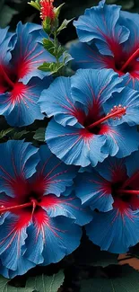 Vibrant blue hibiscus flowers with red centers.