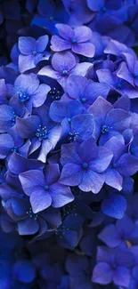 Vibrant blue hydrangea flowers in full bloom creating a stunning phone wallpaper.