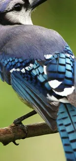 Blue Jay perched on branch, highlighting vibrant blue feathers.