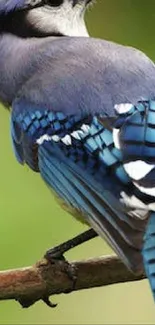 Blue Jay perched on branch with vibrant blue feathers.