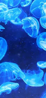 Vibrant blue jellyfish floating underwater in a serene marine setting.