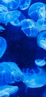 Blue jellyfish swimming elegantly in a deep ocean background.