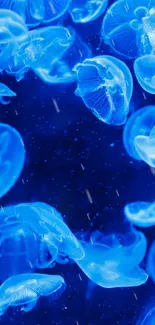 Vibrant blue jellyfish floating in a dark ocean background.