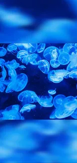 Vibrant blue jellyfish floating in a serene underwater setting.