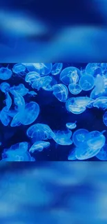 Vibrant blue jellyfish floating gracefully in an underwater scene.