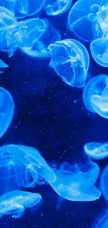 Blue jellyfish illuminated against a dark ocean background.