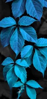 Vibrant blue leaves against a dark backdrop.