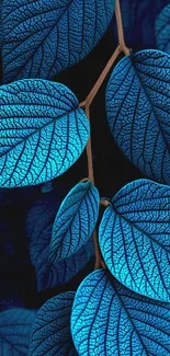 Vibrant blue leaves with detailed textures on a branch.