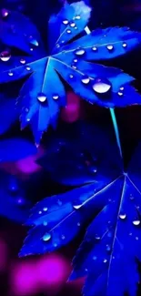 Blue leaves with water droplets on purple background