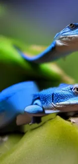 Vibrant blue lizards on a green background creating a stunning mobile wallpaper.