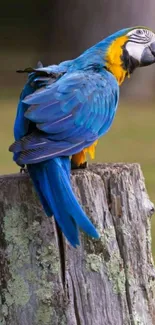 Blue macaw parrot perched on a tree stump.