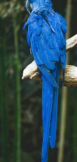 Vibrant blue macaw perched on a branch in a lush forest setting.