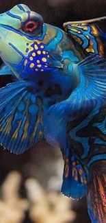 Vibrant blue mandarin fish with intricate patterns and bright colors.