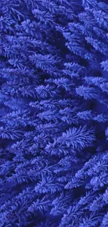 Vibrant blue wallpaper with intricate leafy patterns.