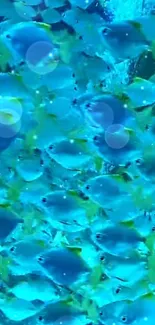 A vibrant school of blue fish swimming in a clear ocean background.