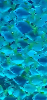 School of blue fish in vibrant ocean wallpaper.