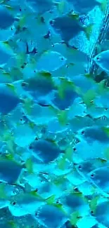 Underwater wallpaper of blue and yellow fish swimming in the ocean.