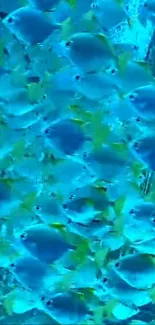 A vibrant school of blue fish swimming underwater, creating a lively and colorful scene.