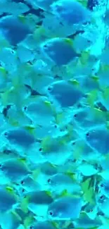 Vibrant school of blue fish swimming underwater.