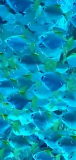 A vibrant blue wallpaper featuring a school of fish swimming in the ocean.