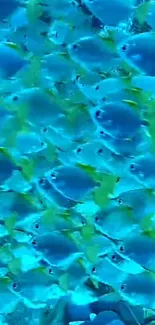 Vibrant blue and yellow school of fish in ocean wallpaper.