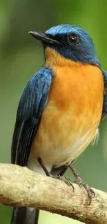 A vibrant blue and orange bird perched on a branch with a green background.