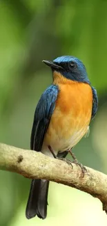 Vibrant blue-orange bird on branch with green background.