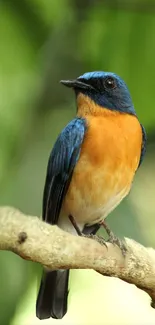 Colorful bird with blue and orange plumage perched on a branch.