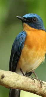 Close-up of a vibrant blue and orange bird perched on a branch against a green background.