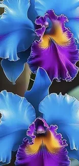 Vibrant blue and purple orchid flowers in bloom.