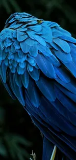 Close-up of vibrant blue parrot feathers in a natural setting.