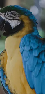 Vibrant blue and yellow parrot in nature.