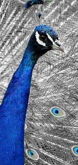 Vibrant blue peacock showcasing its feathers in stunning mobile wallpaper.