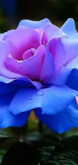 Blue and purple rose with dewdrops wallpaper.