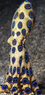 Blue-ringed octopus with vibrant spots on sandy ocean floor.