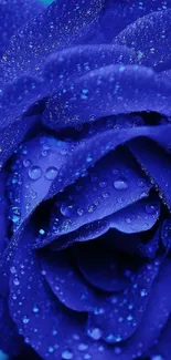 Blue rose with dewdrops mobile wallpaper.