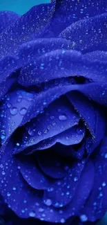 Close-up of a vibrant blue rose with water droplets.