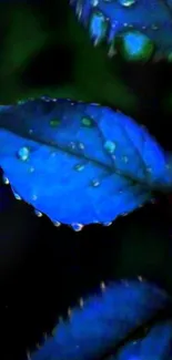 Vibrant blue leaf with dewdrops mobile wallpaper image.