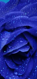 Blue rose with water droplets, vibrant phone wallpaper.