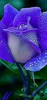 Close-up of a blue rose with dew drops against a green background.