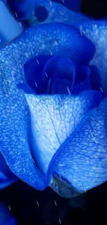 Bright blue rose with intricate petal details and a natural design.