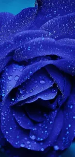 Dew-kissed vibrant blue rose in focus with blurred blue background.