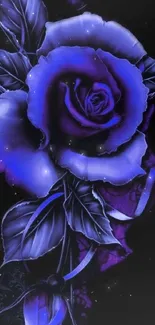 Vibrant blue rose on a dark background wallpaper.