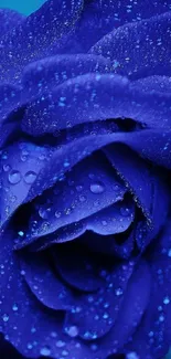 Stunning vibrant blue rose with dewdrops for mobile wallpaper.