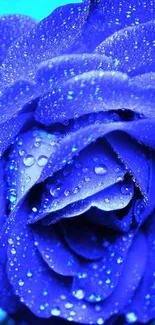 Close-up of a vibrant blue rose with water droplets.