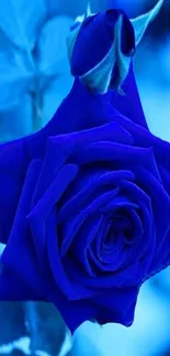 Stunning vibrant blue rose in bloom on a natural background.